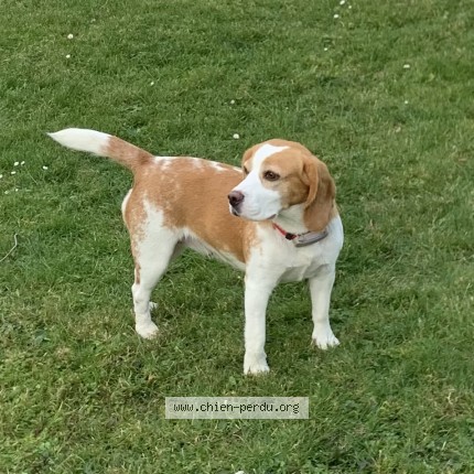 Photo de chien perdu à Gerde