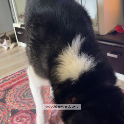 Photo 1/1 kayser Chien perdu à Mulhouse