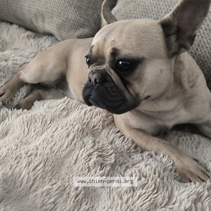 Photo 1/1 Chanel Chien perdu à Perpignan