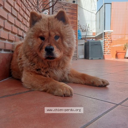 Photo 1/1 Hatchi Chien perdu à Le mesnil simon