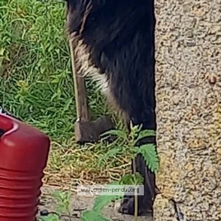 Photo 1/1 Mouss Chien perdu à Madiran