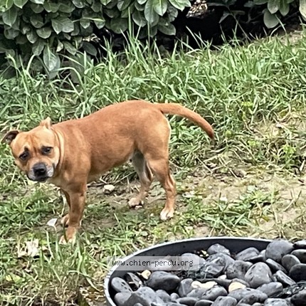 Photo de chien perdu à Mons