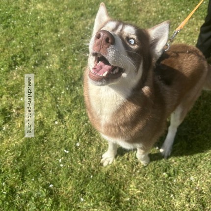 Photo 1/1 Chien trouvé Trouvé à Curzon