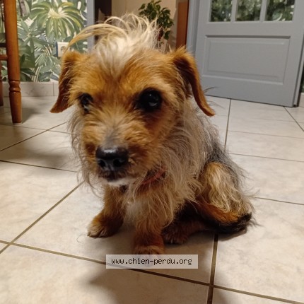 Photo 1/1 Chien retrouvé Trouvé à Bascons