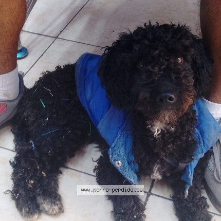 Photo de chien perdu à Huacho