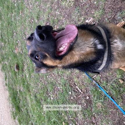 Photo 1/1 Chien retrouvé Perdu à Port de bouc