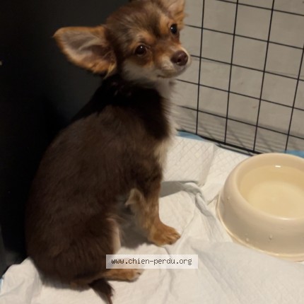 Photo 1/1 Chien trouvé Trouvé à Gignac la nerthe