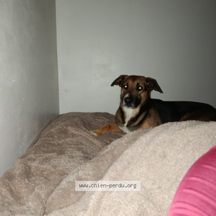 Photo 1/1 Rover Chien perdu à Jardin