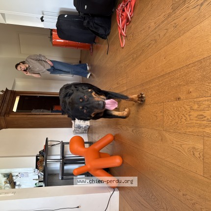 Photo 1/1 Chien trouvé Trouvé à Balma