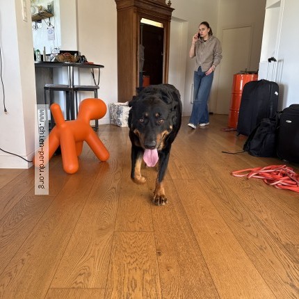 Photo 1/1 Chien trouvé Trouvé à Balma