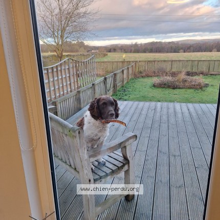 Photo 1/1 Ruby Chien perdu à Houplines