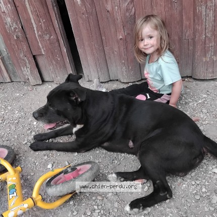 Photo 1/1 Vegas Chien perdu à Arzay