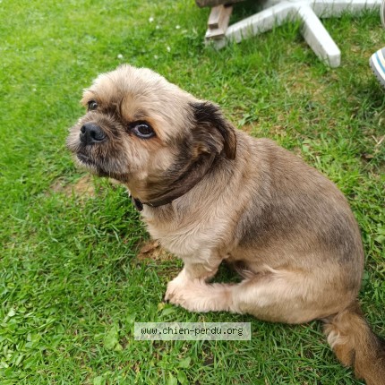 Photo 1/1 Toby Chien perdu à Libin