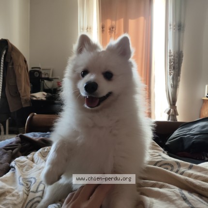 Photo 1/1 Panda Chien perdu à Stains