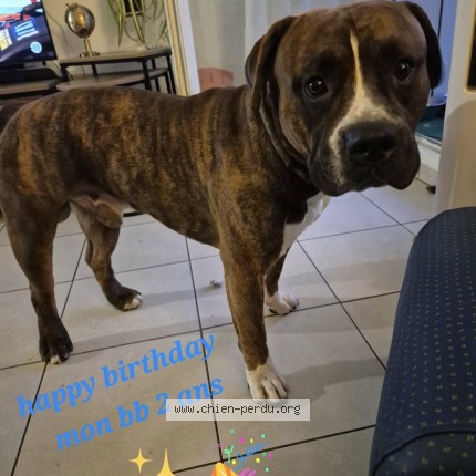 Photo 1/1 Thor Chien perdu à Joncet serdinya