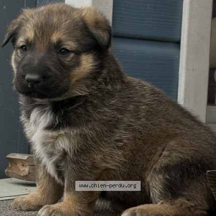 Photo 1/1 Dzieczek Chien perdu à Saint genest de contest