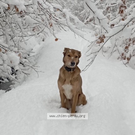 Photo 2/2 Chien retrouvé Perdu à Susville