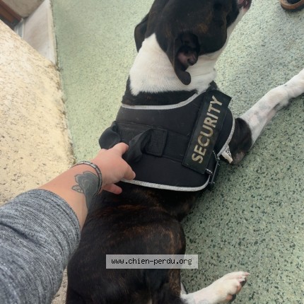 Photo 1/1 Chien trouvé Trouvé à Venise