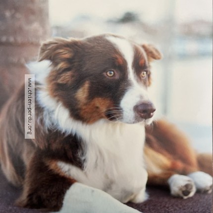 Photo 1/1 Charlot Chien perdu à Paris