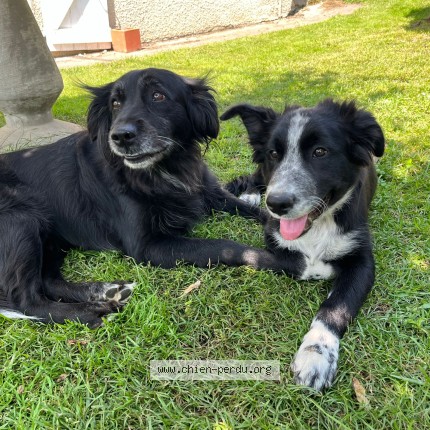 Photo de chien perdu à Bordes Uchentein