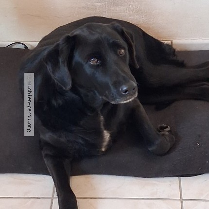 Photo 1/1 Chien retrouvé Perdu à Verneuil sur indre