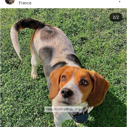 Photo 1/1 Belle Chien perdu à Travecy