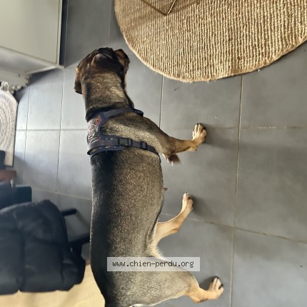 Photo 1/1 Chien trouvé Trouvé à Pessac