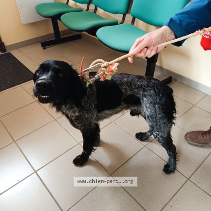Photo 1/1 Chien retrouvé Trouvé à Teulat