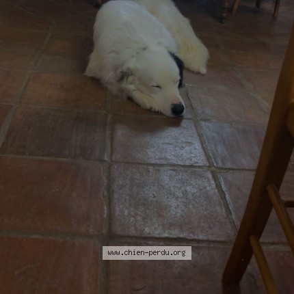 Photo 1/1 Chien retrouvé Perdu à Sollies toucas