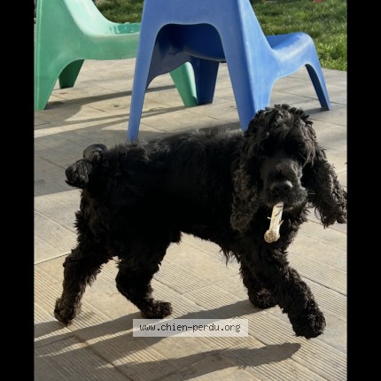 Photo de chien perdu à Saint Contest