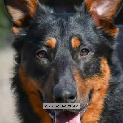 Photo de chien perdu à Sainte Marie De Gosse
