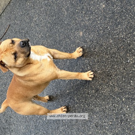Photo de chien perdu à Bourg En Bresse