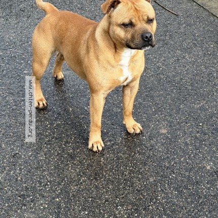 Photo 1/1 Chien retrouvé Perdu à Bourg en bresse