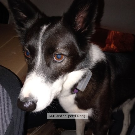 Photo 1/1 Chien retrouvé Trouvé à Anglet