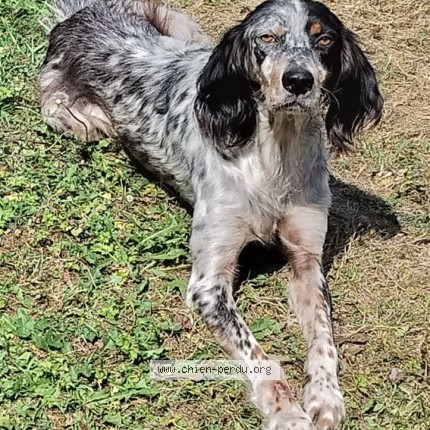 Photo 1/1 Baci Chien perdu à Mourenx