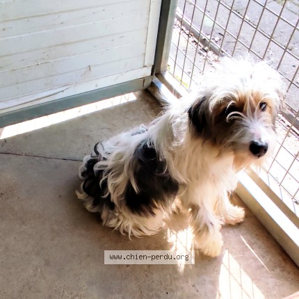 Photo de chien trouvé à Castelsarrain