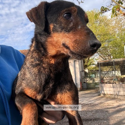 Photo de chien trouvé à Castelsarrain