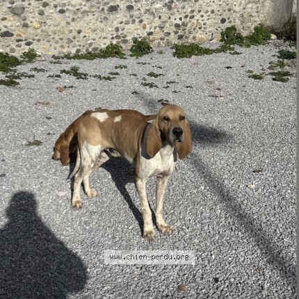 Photo de chien perdu à Bougarber
