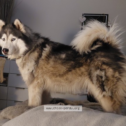 Photo 1/1 NYMERIA Chien perdu à Montpellier