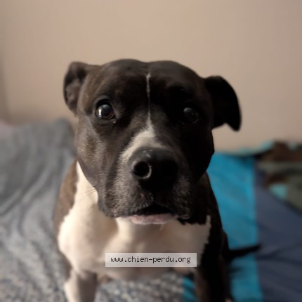 Photo de chien perdu à Bois D Arcy