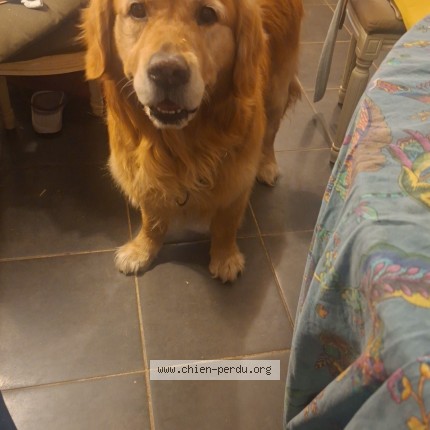 Photo 1/1 Mowgli Chien perdu à Escalquens