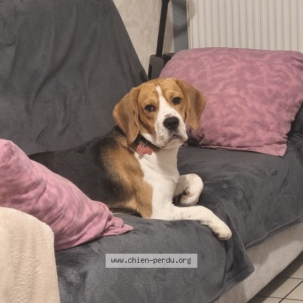 Photo 1/1 Chien retrouvé Perdu à Saint Aubin Sur Scie