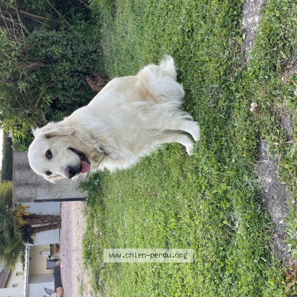 Photo de chien perdu à Domerat