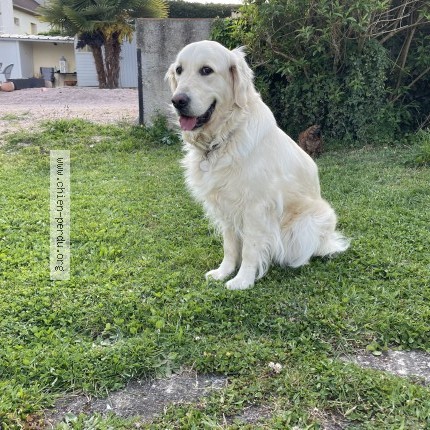 Photo 1/1 Paper Chien perdu à Domerat