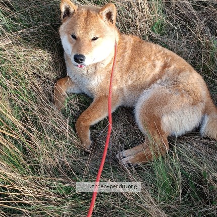 Photo 1/1 Tchiline ou Athelas Chien perdu à Dreux