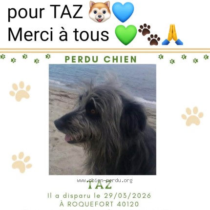 Photo 1/1 TAZ Chien perdu à Saint justin