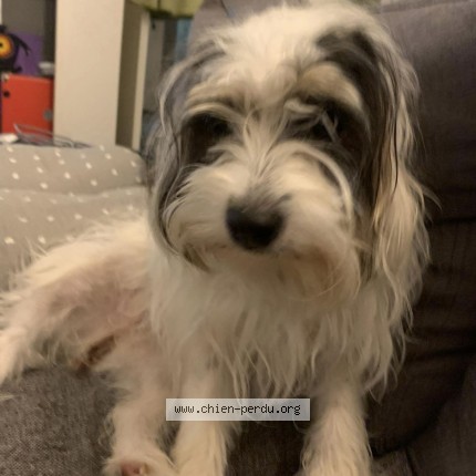 Photo 1/1 Poupette Chien perdu à Cestas