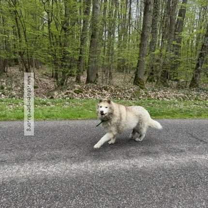 Photo 1/1 Chien trouvé Trouvé à Bu