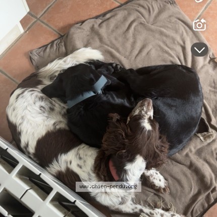 Photo 1/1 Simba Chien perdu à Meunet sur vatan