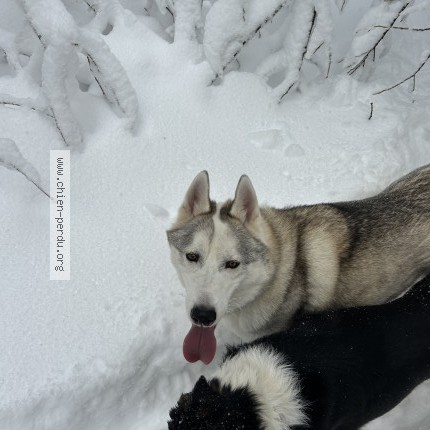 Photo 1/1 Chien retrouvé Perdu à Perrignier